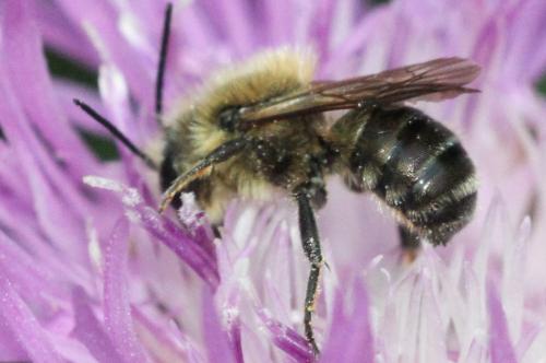 Réf. 324 450 : Osmia sp.
